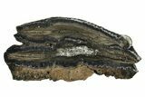 Mammoth Molar Slice With Case - South Carolina #291234-1